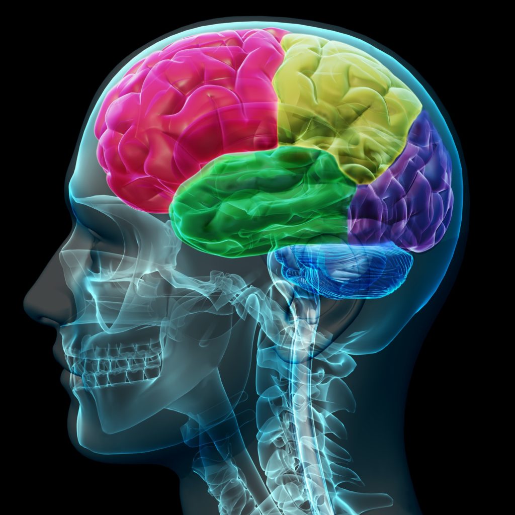 cerveau humain en couleurs