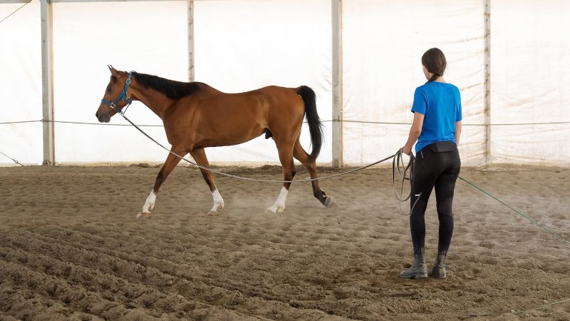 Une séance d'entraînement d'un cavalier avec son cheval